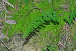 Image of Myriopteris microphylla (Sw.) Grusz & Windham