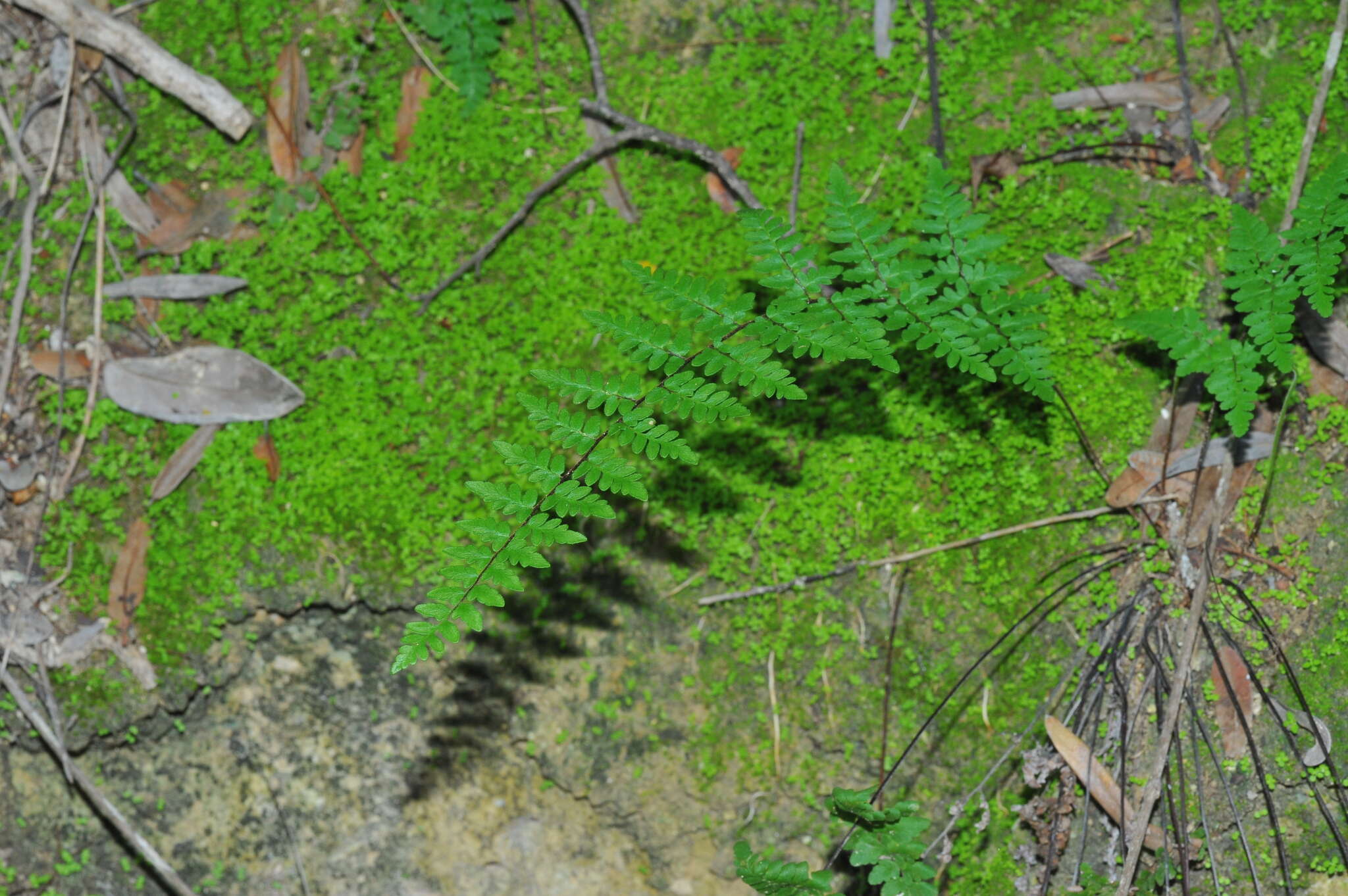 Image of Myriopteris microphylla (Sw.) Grusz & Windham