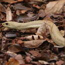 Image of Blonde Hognose Snake