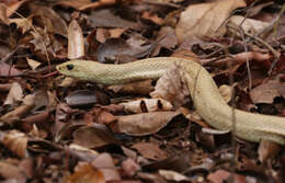 Image of Blonde Hognose Snake