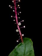 Image of Venezuelan pokeweed