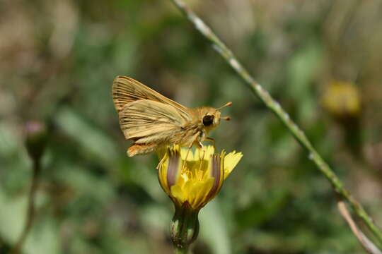 Image de Hylephila signata Blanchard 1852