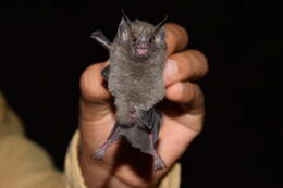 Image of gray short-tailed bat