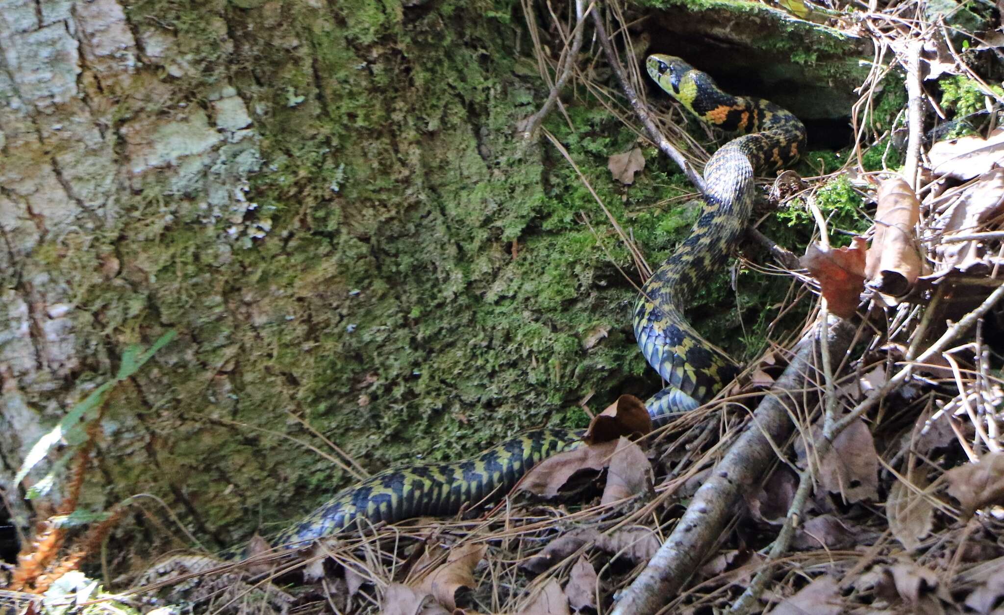 Image of Rhabdophis tigrinus formosanus (Maki 1931)