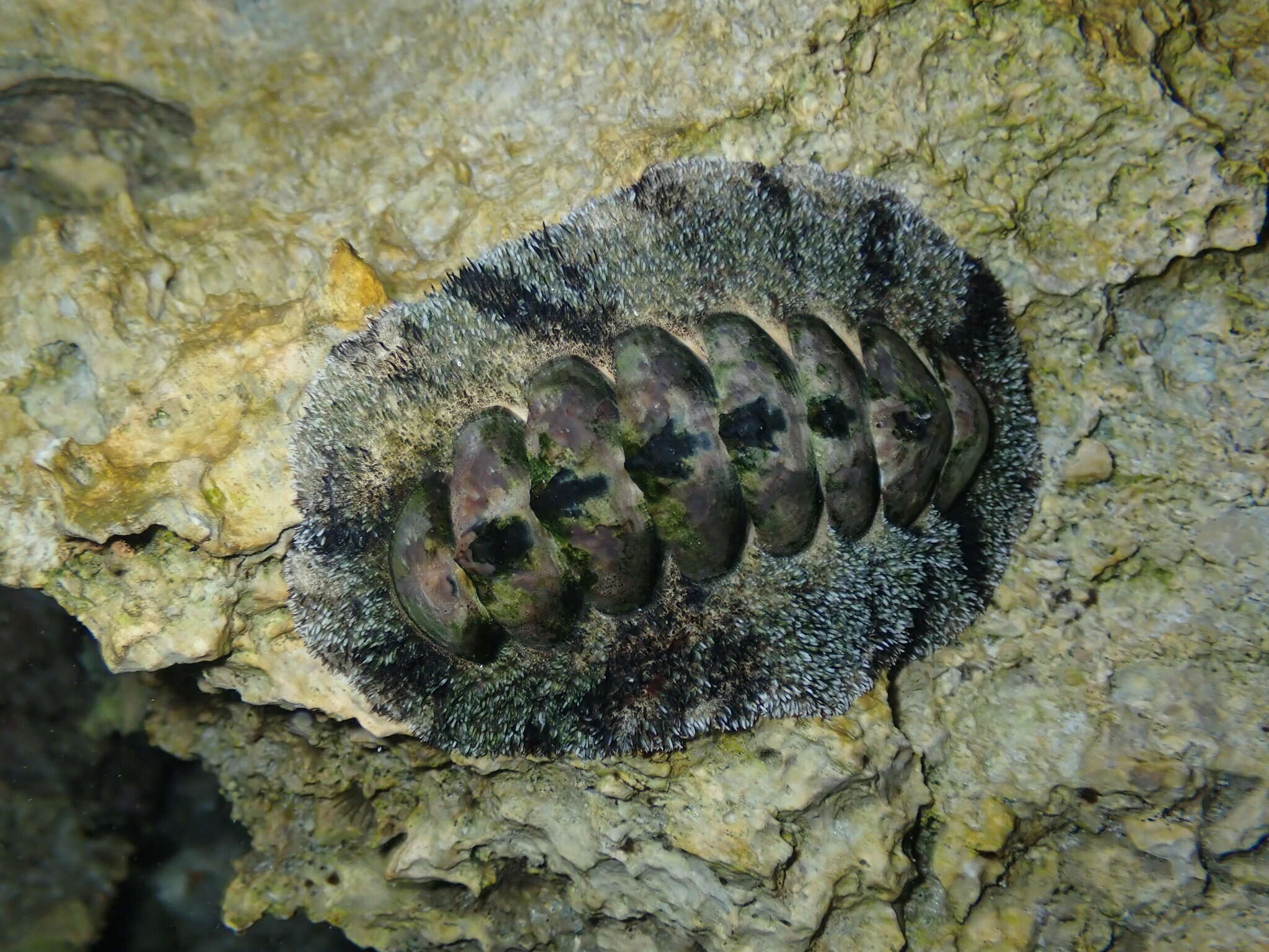 Image of Acanthopleura gemmata (Blainville 1825)