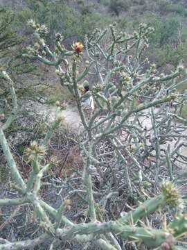 Imagem de Cylindropuntia thurberi (Engelm.) F. M. Knuth