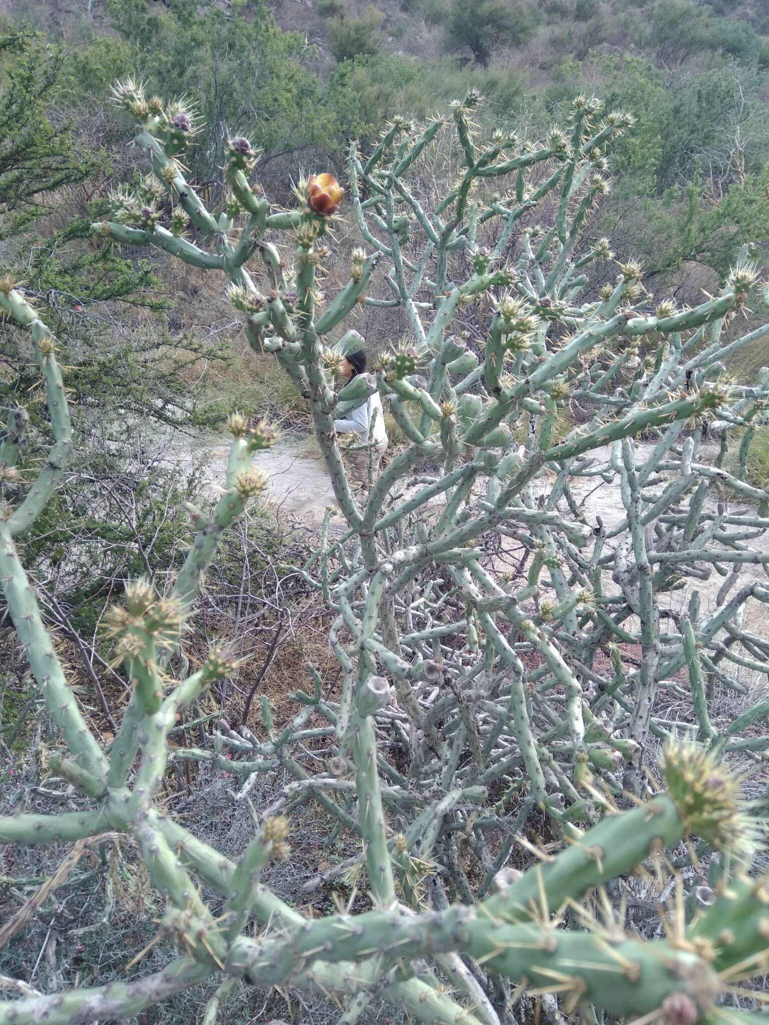 Imagem de Cylindropuntia thurberi (Engelm.) F. M. Knuth