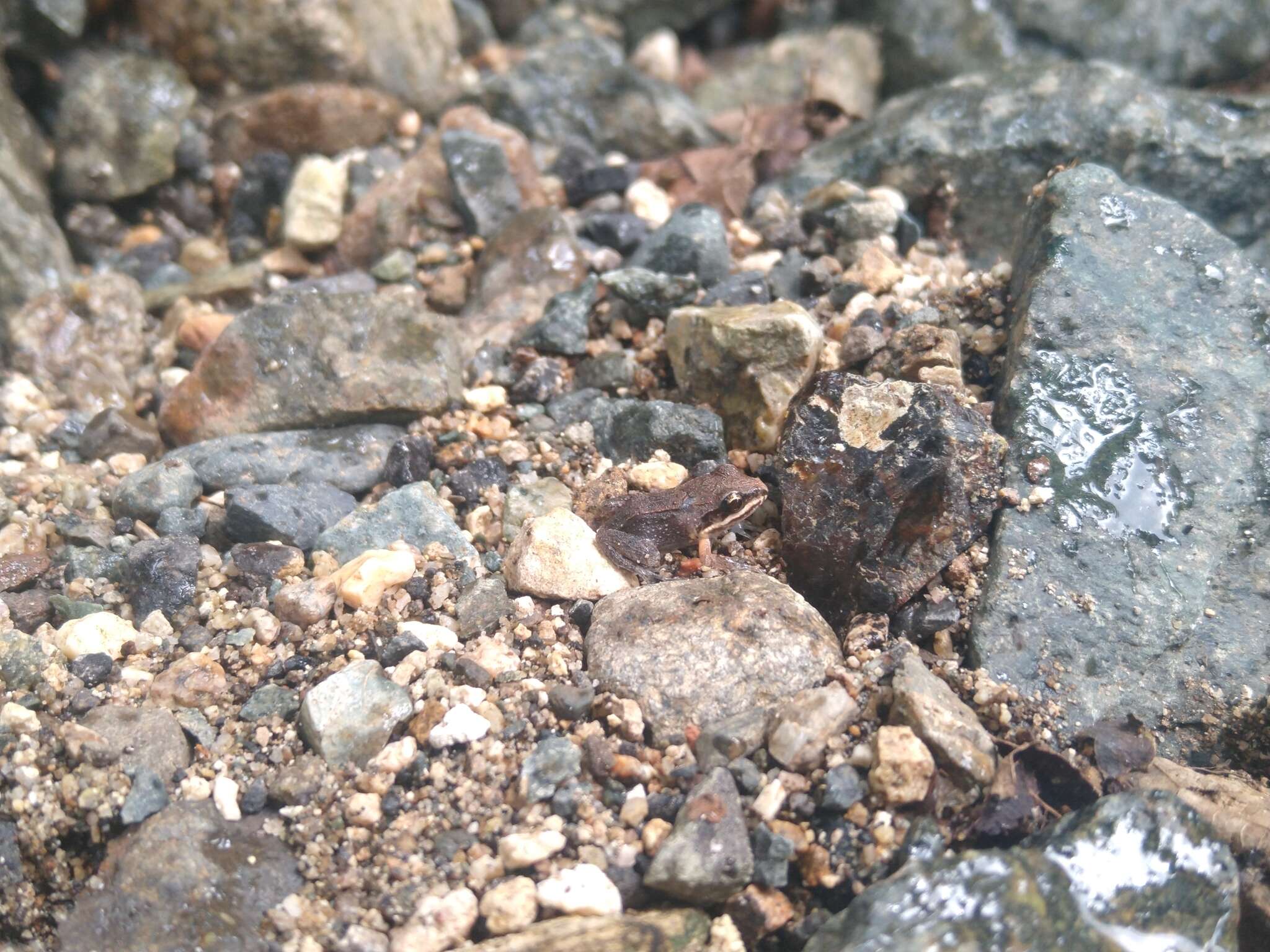 Image of Caribbean white-lipped frog