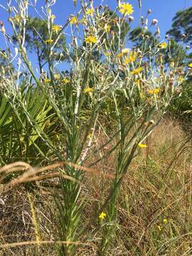 Image of narrowleaf silkgrass