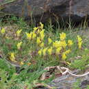 Plancia ëd Linaria aeruginea subsp. nevadensis (Boiss.) D. A. Sutton