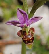 Image of Woodcock bee-orchid