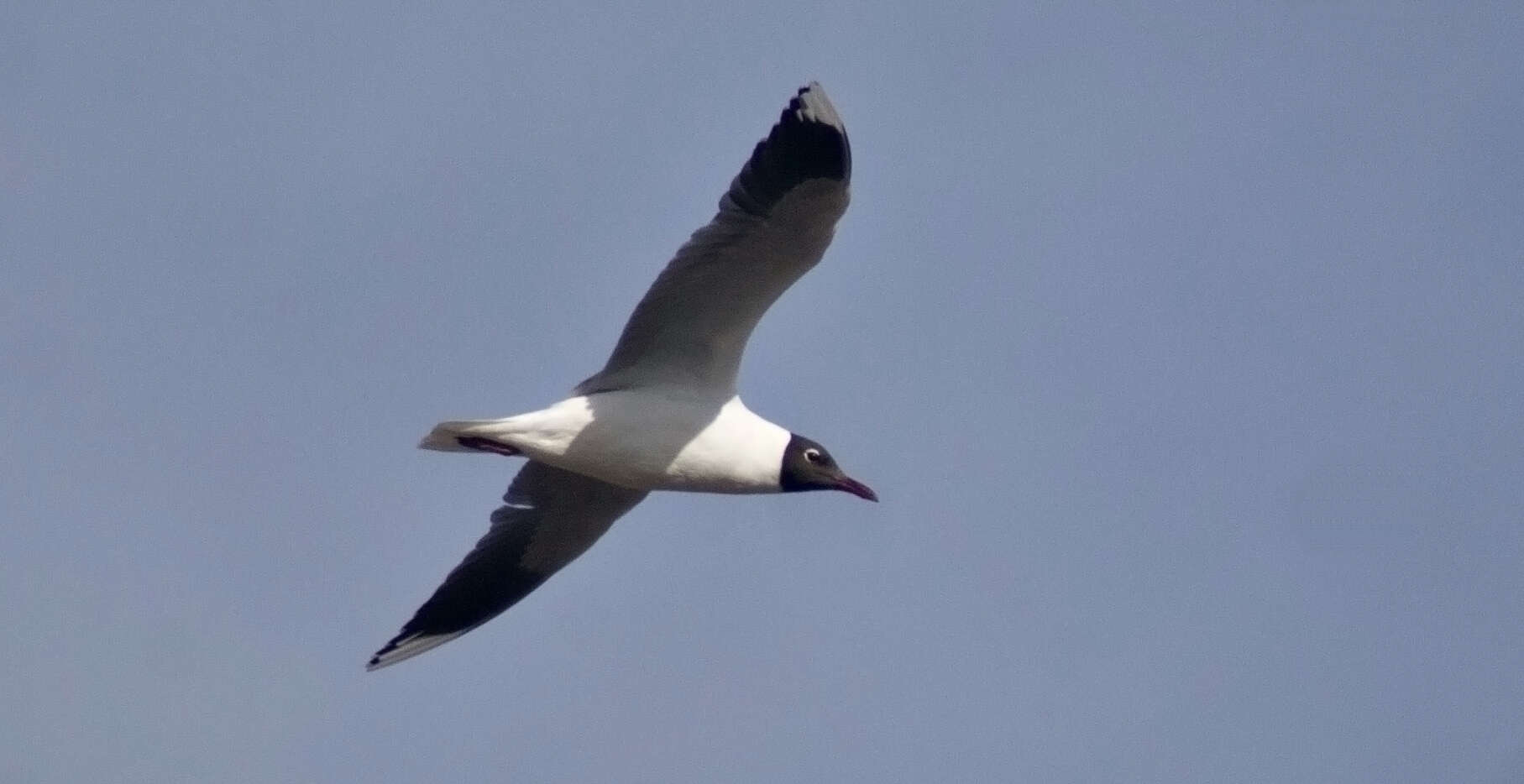 Image de Mouette de Patagonie