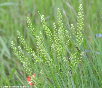 Image de Lepidium austrinum Small