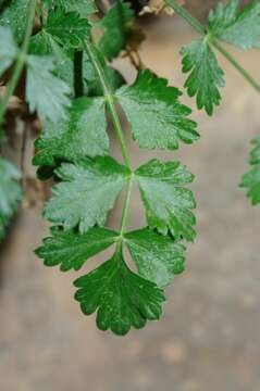 Image of Pimpinella tragium subsp. lithophila (Schischkin) Tutin