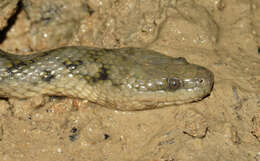 Image of Richardson’s grey mangrove snake