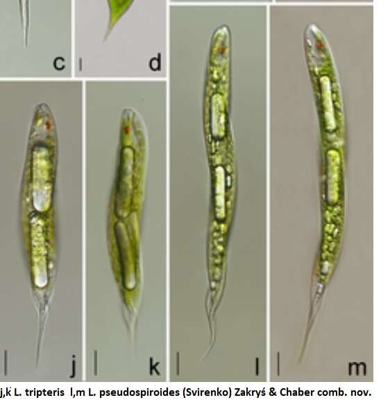 Imagem de Lepocinclis tripteris