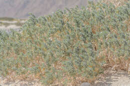 Image of Atriplex farinosa Forsk.