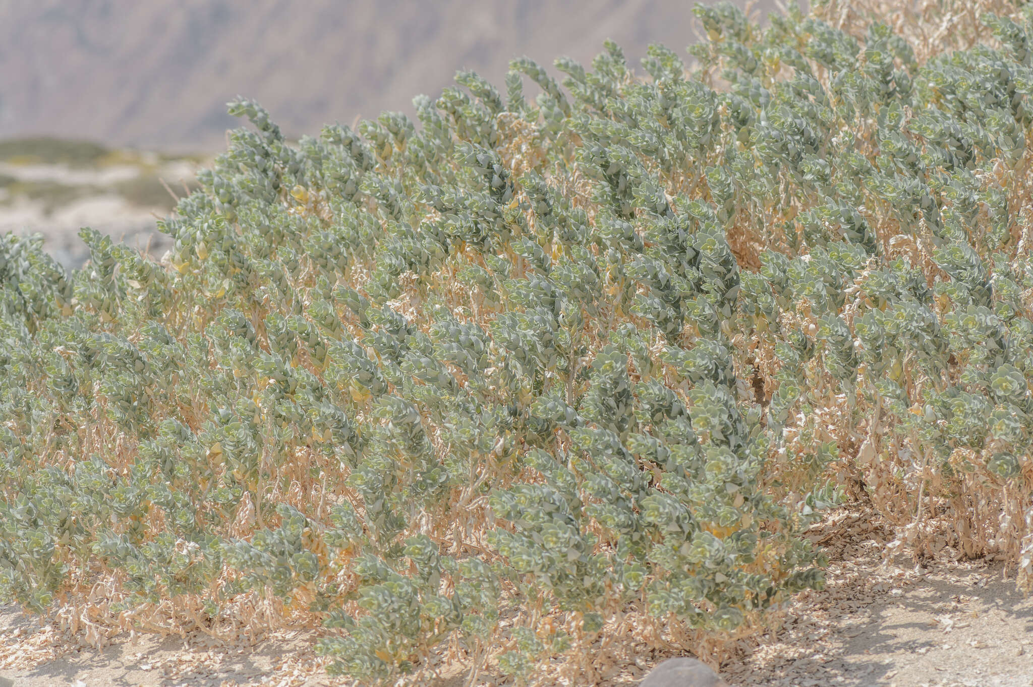 Image of Atriplex farinosa Forsk.