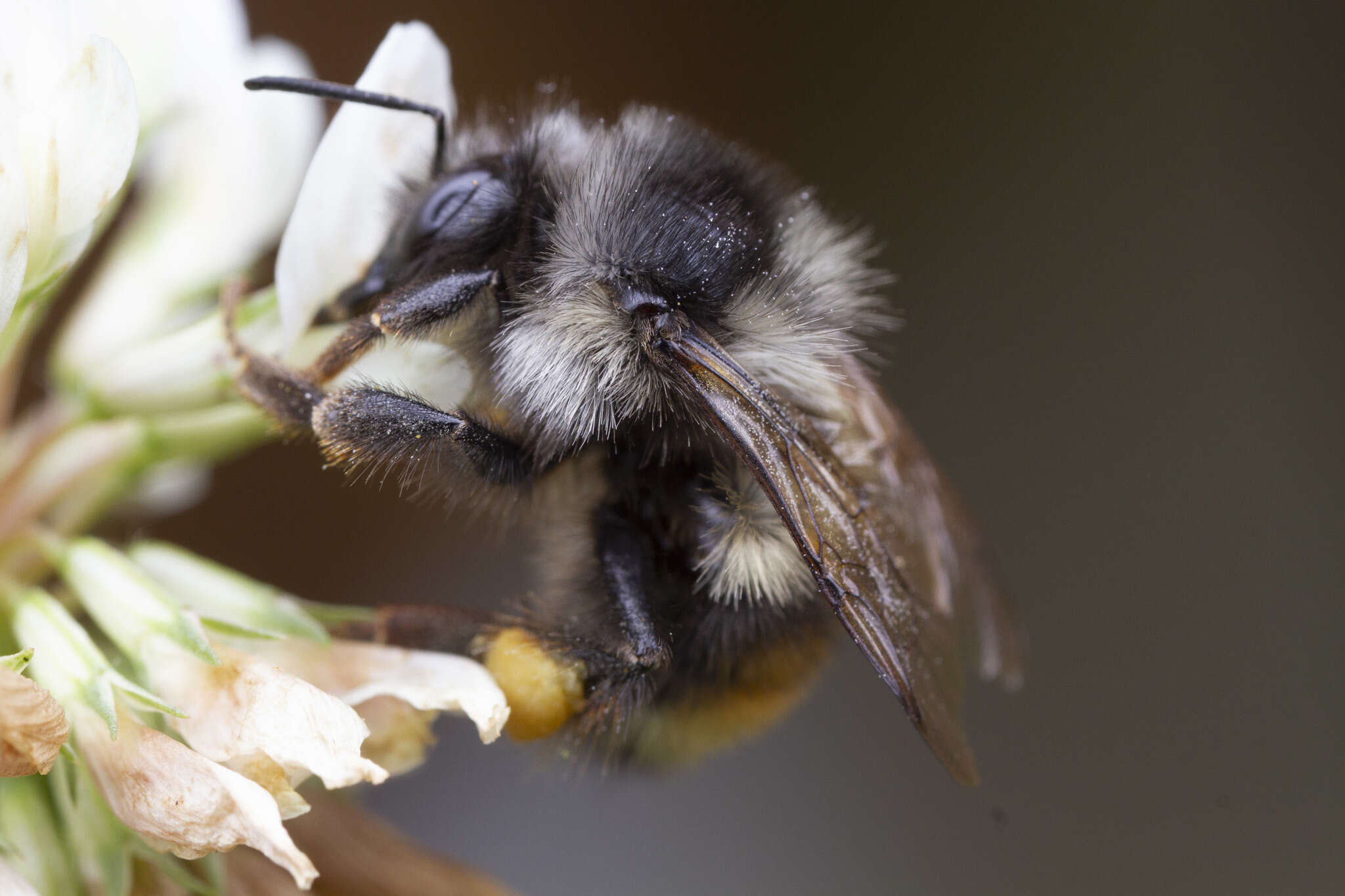 Image of Bombus vancouverensis vancouverensis Cresson 1879