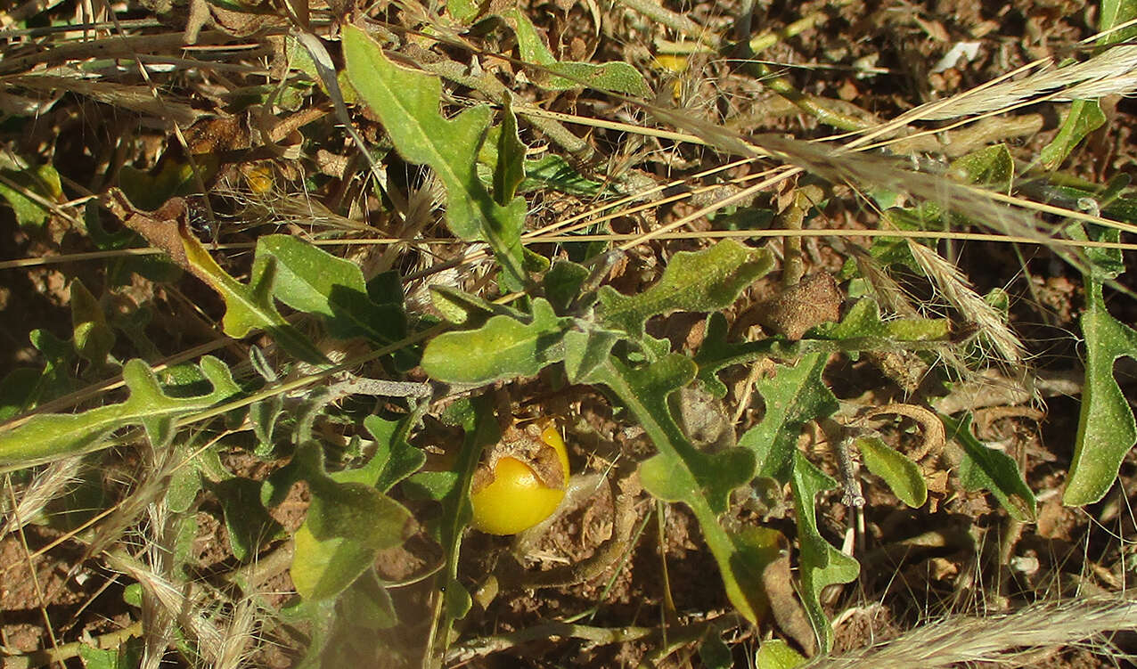 Image of <i>Solanum <i>supinum</i></i> var. supinum