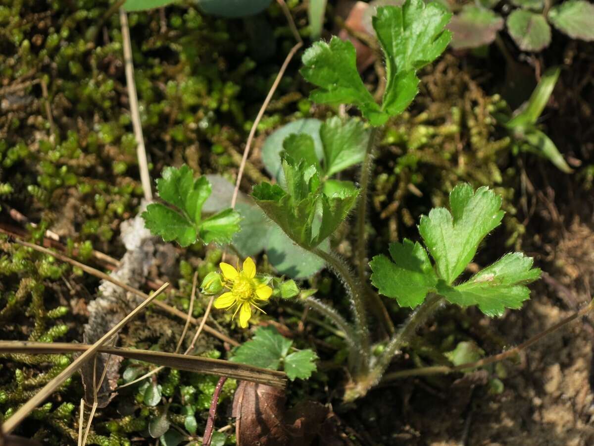 Слика од Geum fragarioides (Michx.) Smedmark