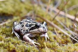 Image of Banjo Frog
