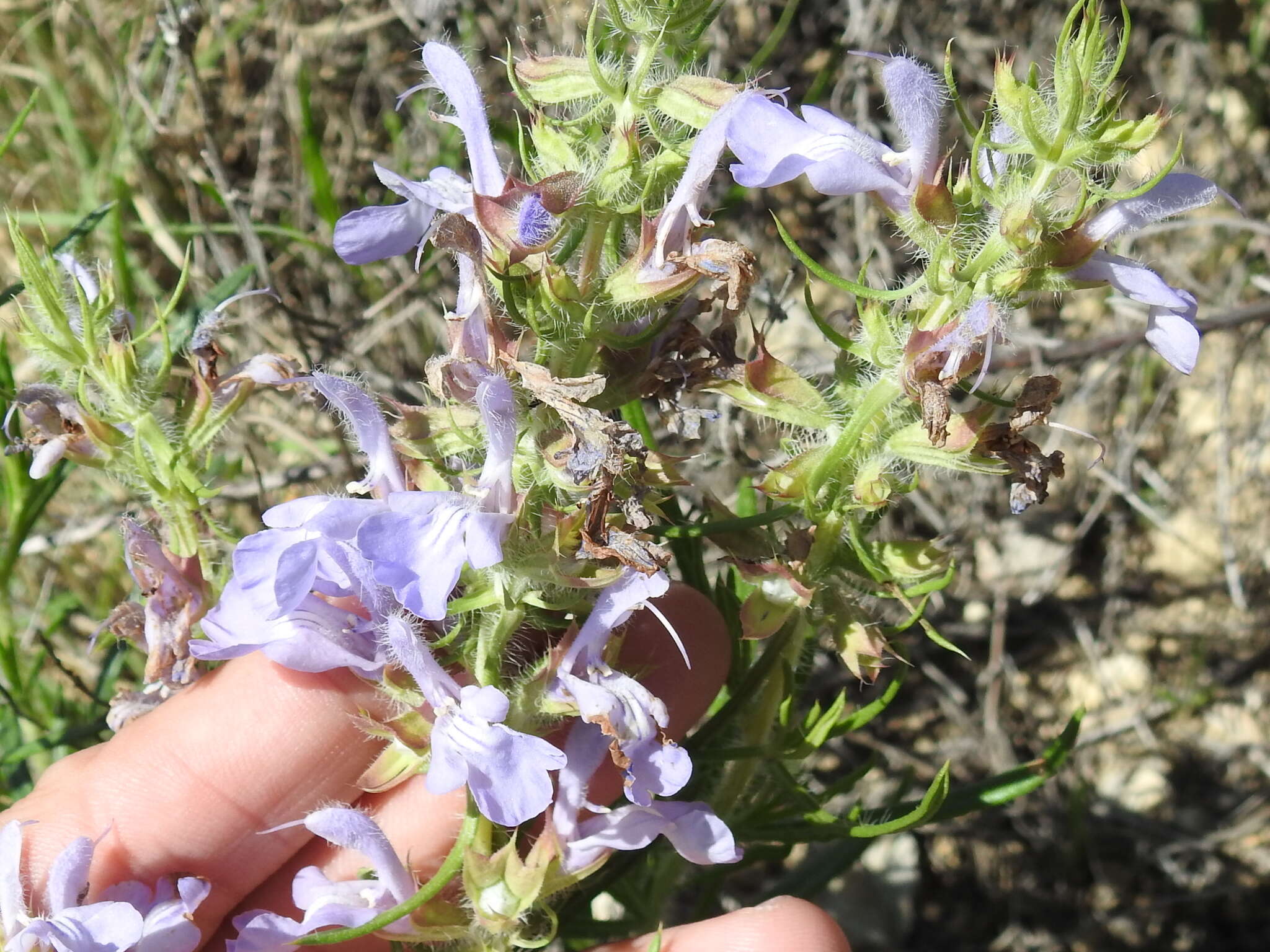 Sivun Salvia engelmannii A. Gray kuva