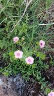 Image of Linum pubescens Banks & Solander