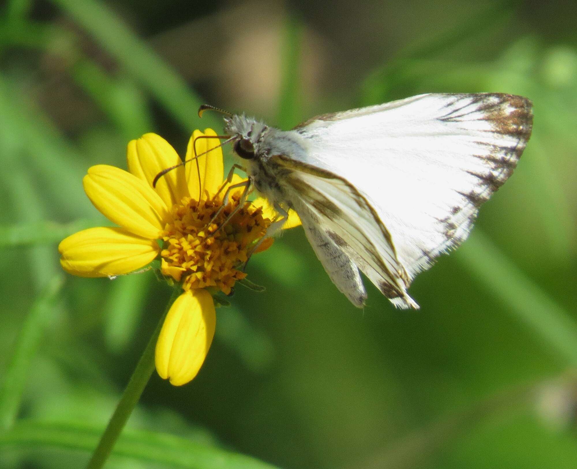 Image of Turk's-Cap White-Skipper