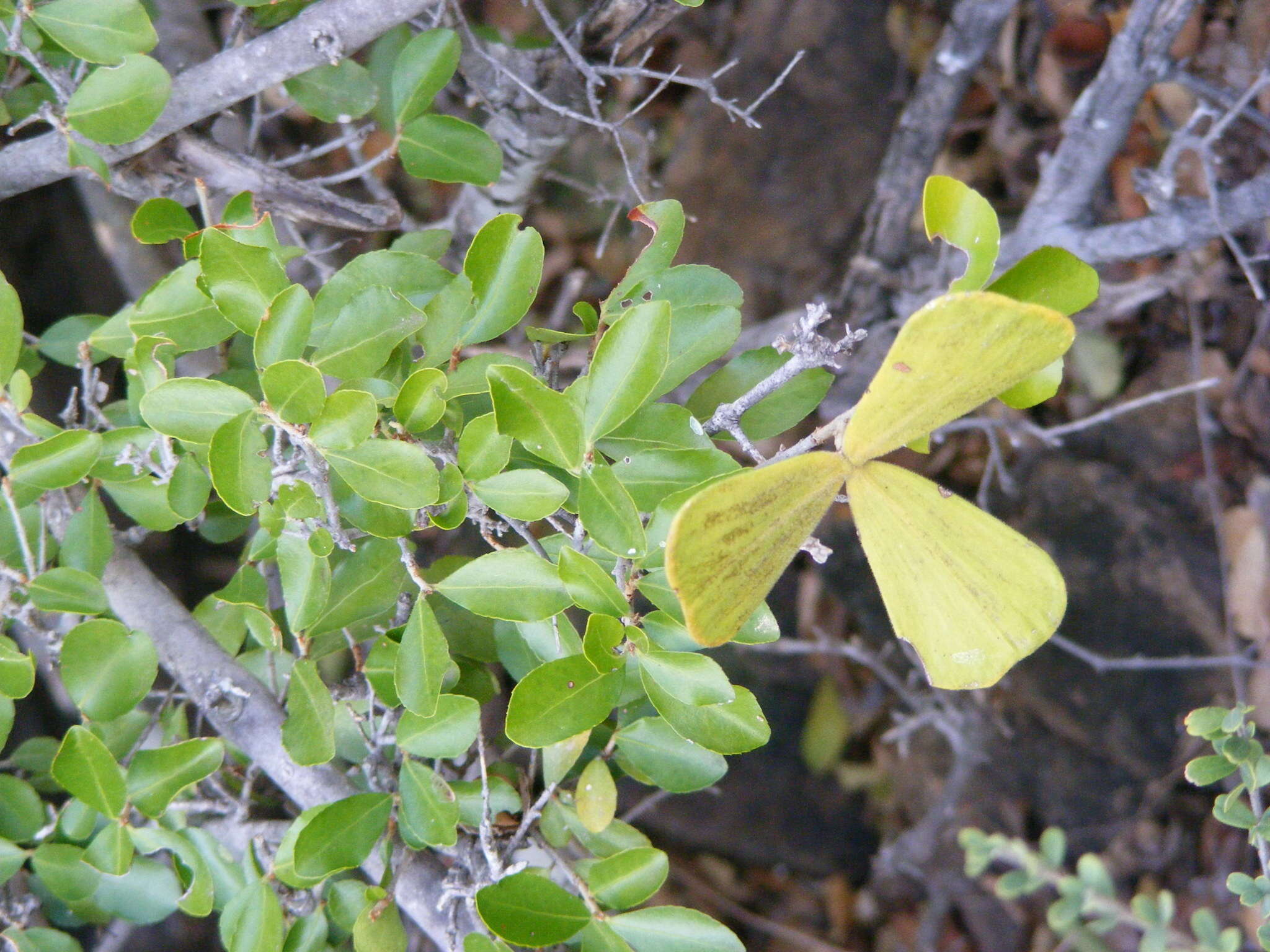 Image of <i>Loeseneriella <i>crenata</i></i> var. crenata