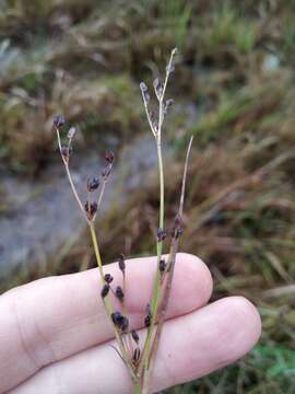 Слика од Juncus alpinoarticulatus Chaix