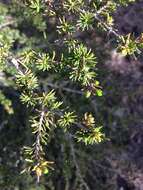 Image of Cyprus Cedar