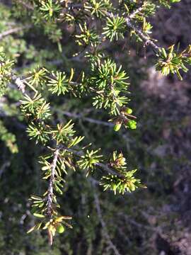 Image of Cyprus Cedar