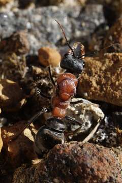 Image of Myrmecia swalei Crawley 1922