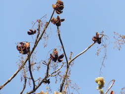 Imagem de Sterculia villosa Roxb.