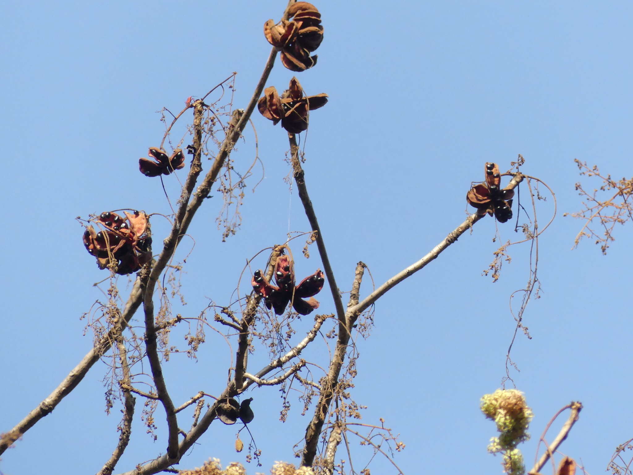 Image of Sterculia villosa Roxb.