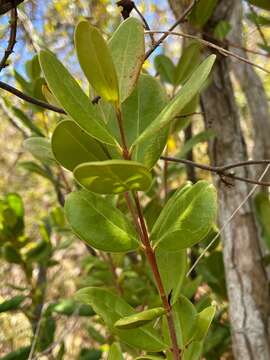 Image de bois d'Inde bâtard