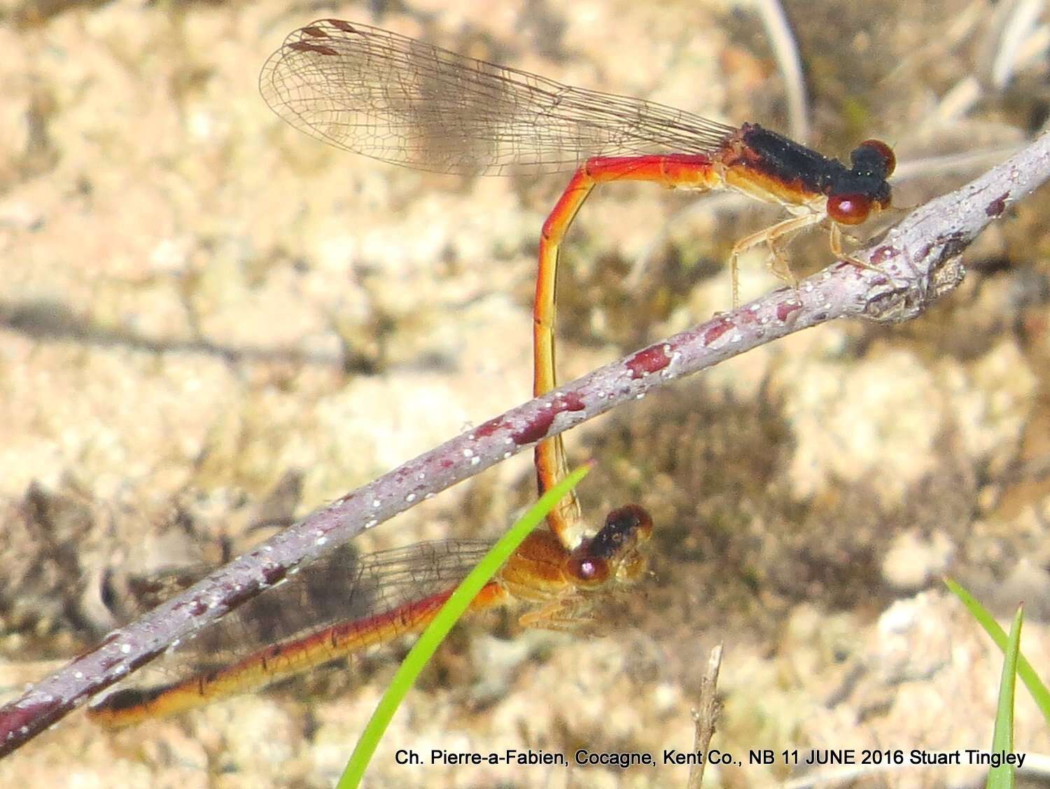 Image of Red Damsels