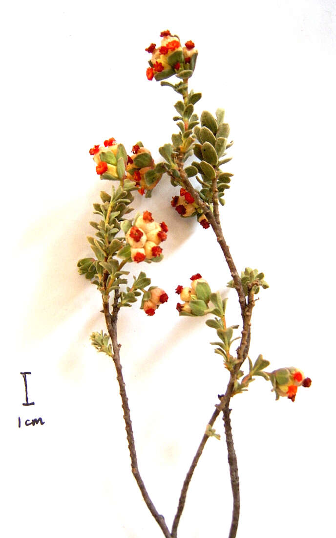 Image of Hermannia trifoliata L.