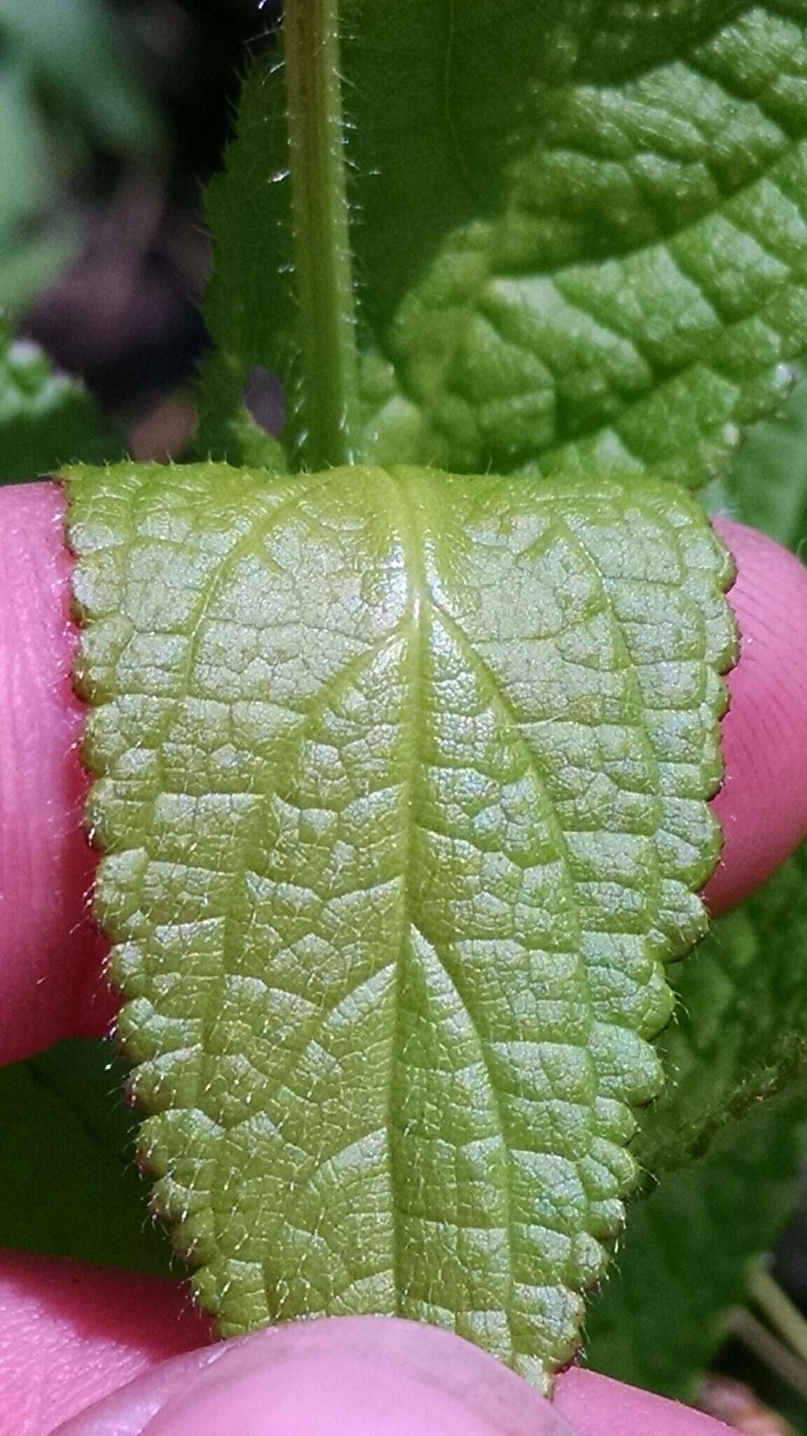 Image of Stachys hispida Pursh