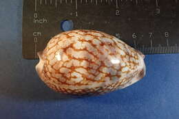 Image of harlequin cowrie