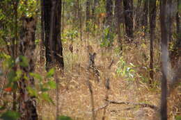 Image of Antilopine Kangaroo