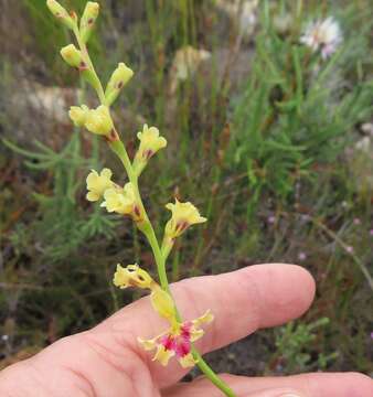 Image of Tritoniopsis unguicularis (Lam.) G. J. Lewis