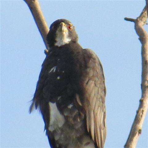 Imagem de Accipiter melanoleucus melanoleucus Smith & A 1830