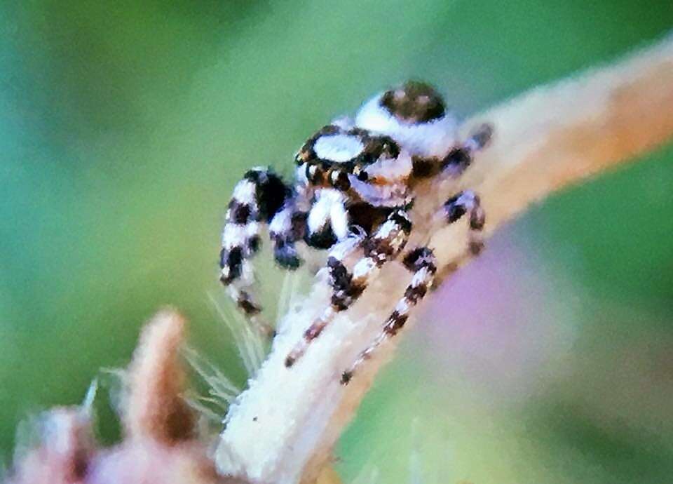 صورة Metaphidippus chera (Chamberlin 1924)