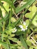 Image of Cerastium parvum