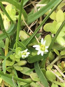 Image of Cerastium parvum