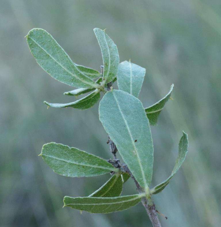 Image of Otholobium polystictum (Harv.) C. H. Stirt.