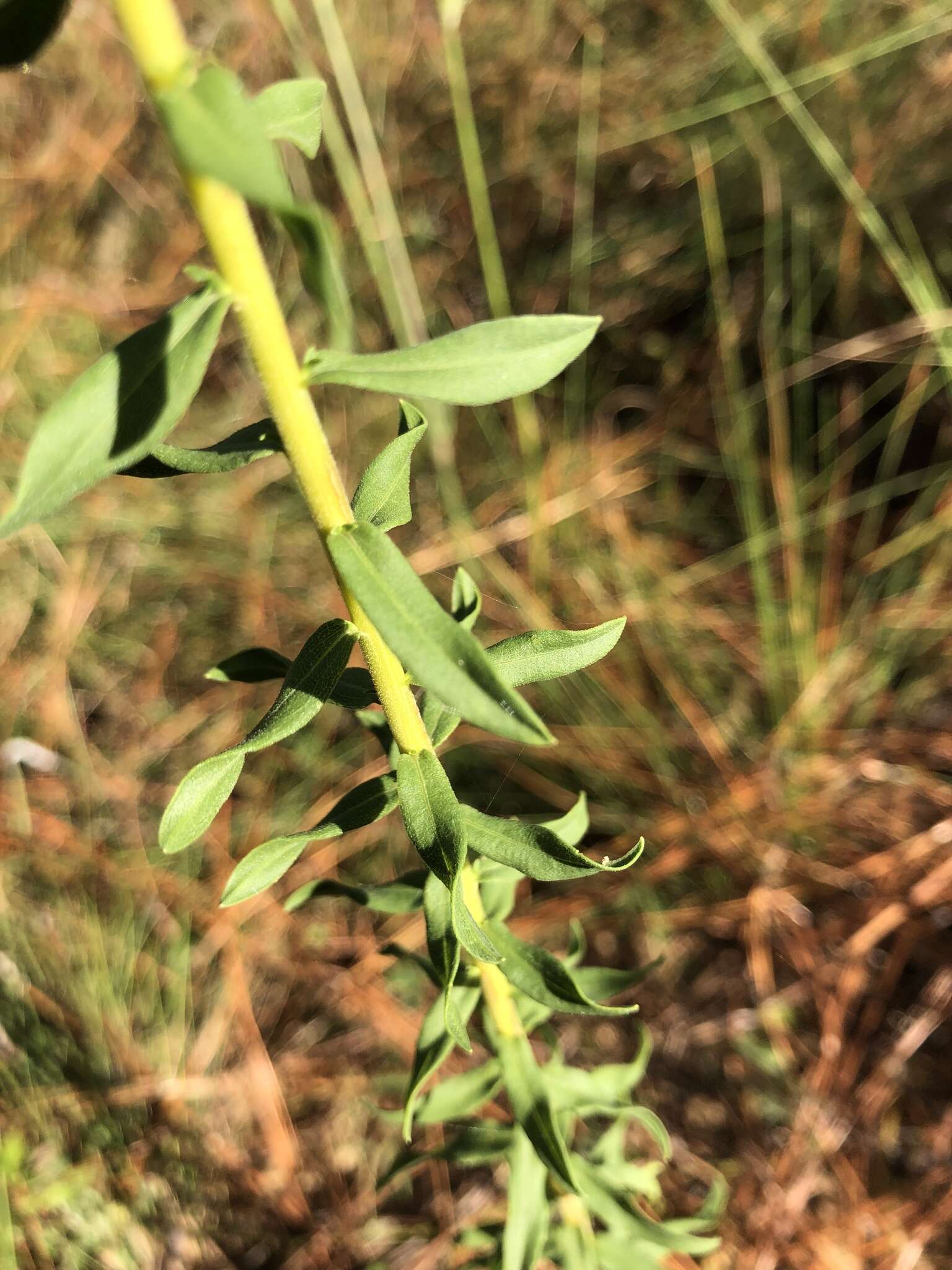 Image of twistleaf goldenrod