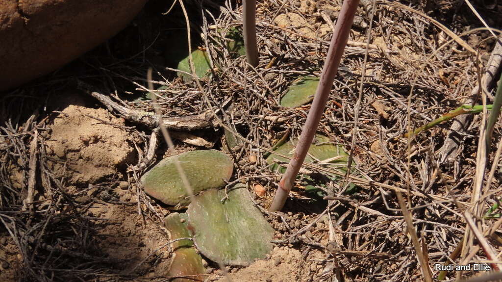 Image of Gasteria nitida (Salm-Dyck) Haw.